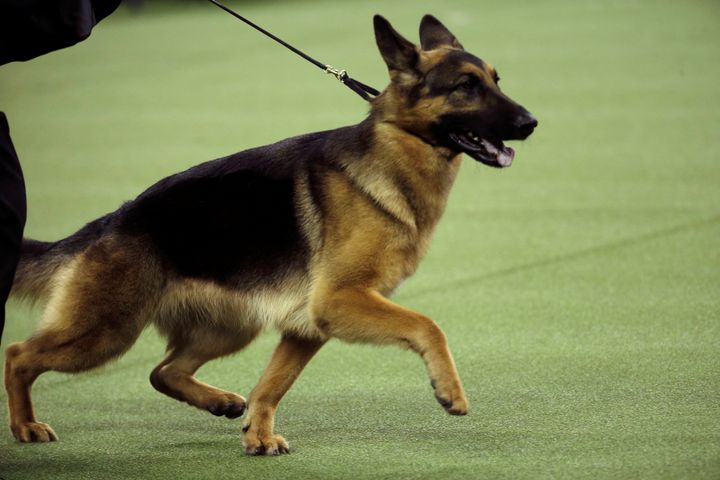 Rumor, a German shepherd, won Best In Show at the 141st Westminster Kennel Club Dog Show on Tuesday night.