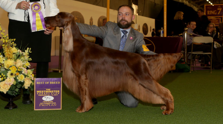 Adrian, Irish Setter, with handler Adam Bernardin.