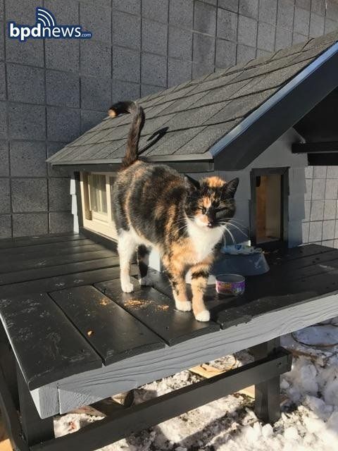 SWAT Cat in front of her new digs.
