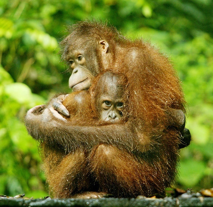 A female orangutan holds her baby at the Sepilok Orangutan Rehabilitation Center in Sarawak, located in the Malaysian part of Borneo. The large island is shared between Malaysia, Indonesia and Brunei.