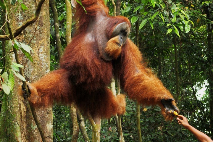 The Power of Mama - Orangutan Outreach