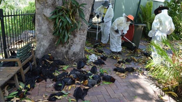 Richmond Valley Council workers removing dead bats on Tuesday morning following the weekend heatwave. 