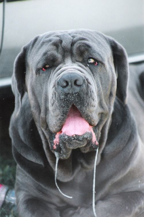 Do English Mastiffs Drool