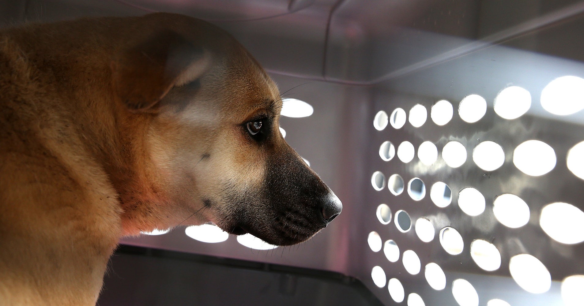 San Francisco Wages War On Puppy Mills, Says Pet Stores Can Only Sell