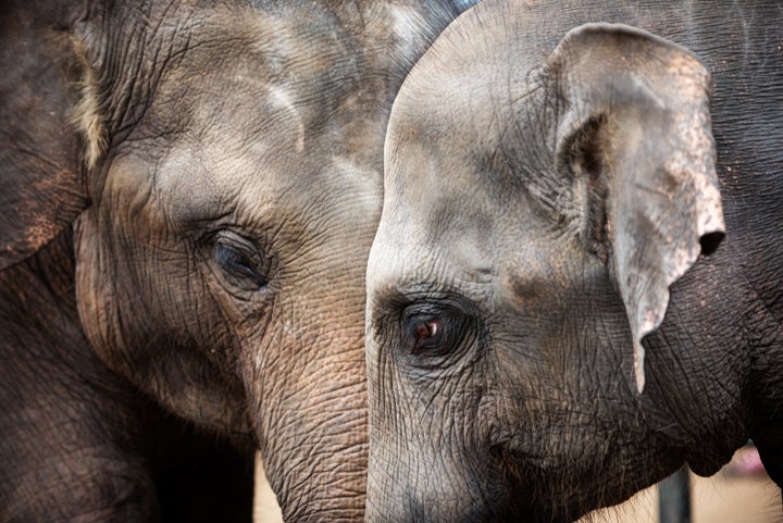 The woolly mammoth's closest living relative is the endangered Asian elephant (pictured)