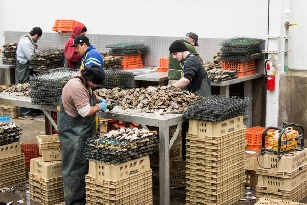 Taylor Shellfish Farms in Shelton, Washington 