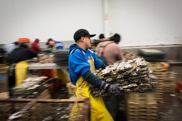 Taylor Shellfish Farms in Shelton, Washington 