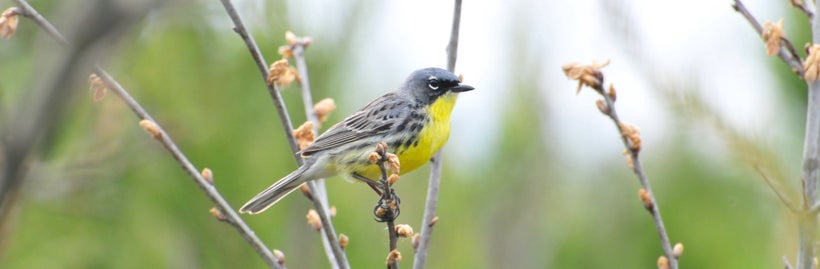 A Kirtland’s warbler