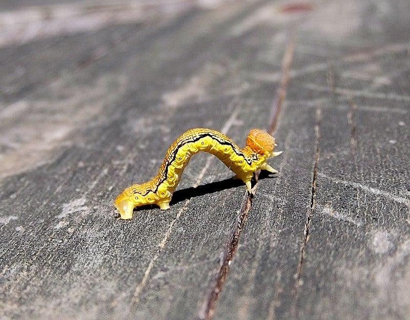 Caterpillars are an indispensable source of food for birds.