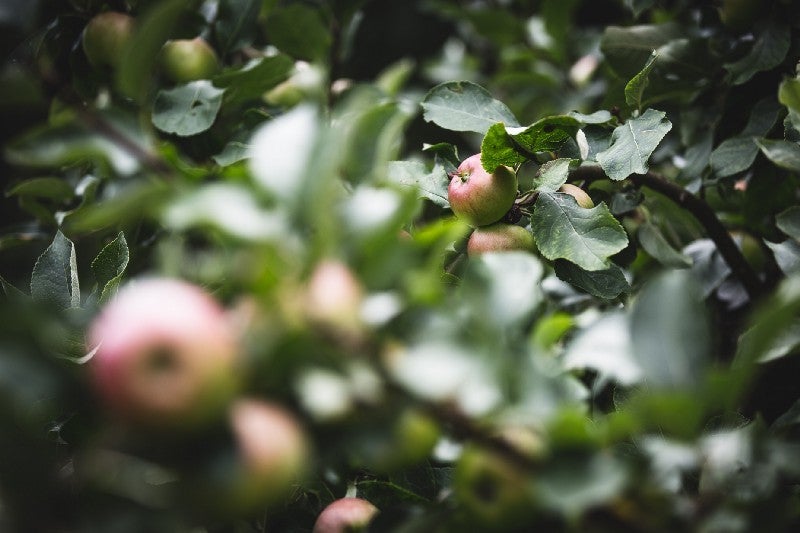 Birds eat insects that damage apple trees