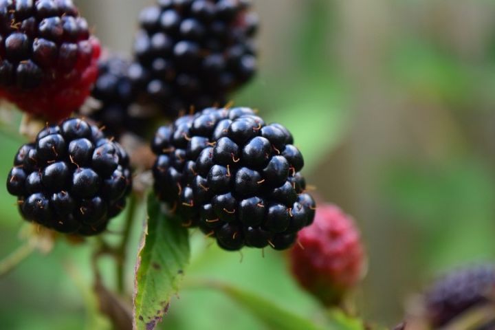 Blackberries depend on birds to disperse their seeds.