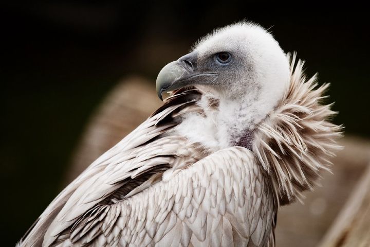 A vulture, nature’s Miss Congeniality