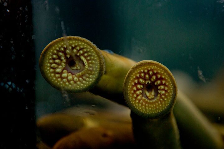 <p>Sea lampreys, <em>Petromyzon marinus</em>, seen here at Shedd Aquarium.</p>