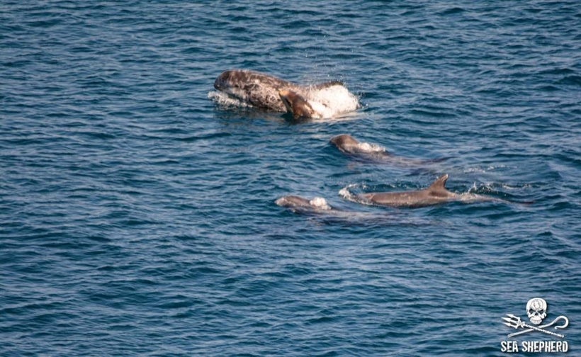 VERY YOUNG BABY AMONG THIS SMALL POD.
