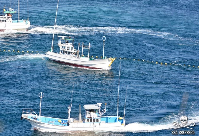 Nets surrounding the small pod of Risso’s to drag them into the Death-Cove
