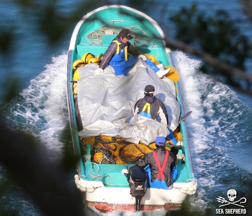 Very Small Baby and possibly another juvenile being driven out to sea. ALONE.