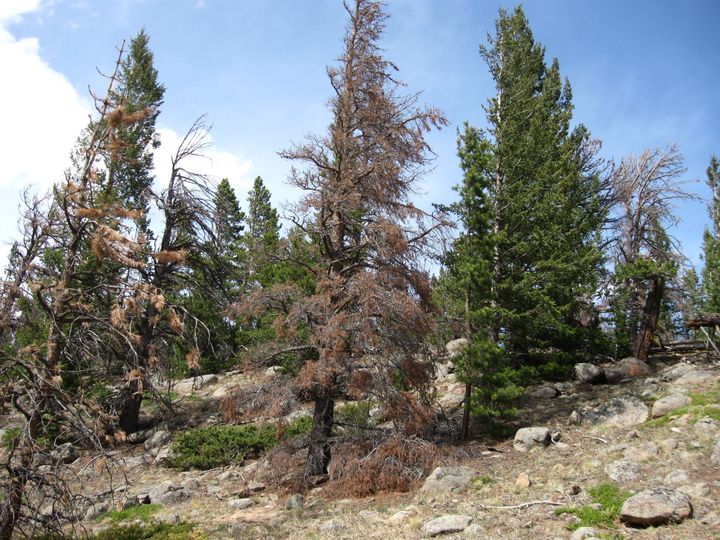 This stand of conifers in Rocky Mountain National Park includes some that have turned red after being infested by mountain pine beetles, which grow and feed faster as temperatures increase.