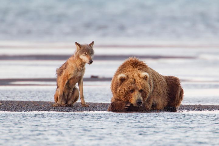 A female coastal brown bear and 1-year-old gray wolf rest together after fishing for salmon in Alaska's Katmai National Park.