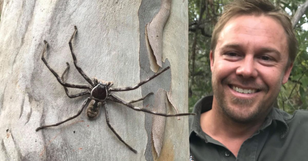 These huntsman spiders do something weird: live together as a big, happy  family