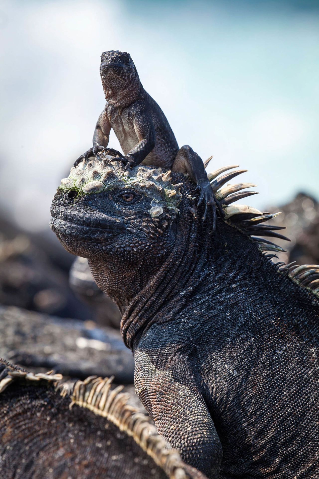 A marine iguana in the Galapagos Islands.