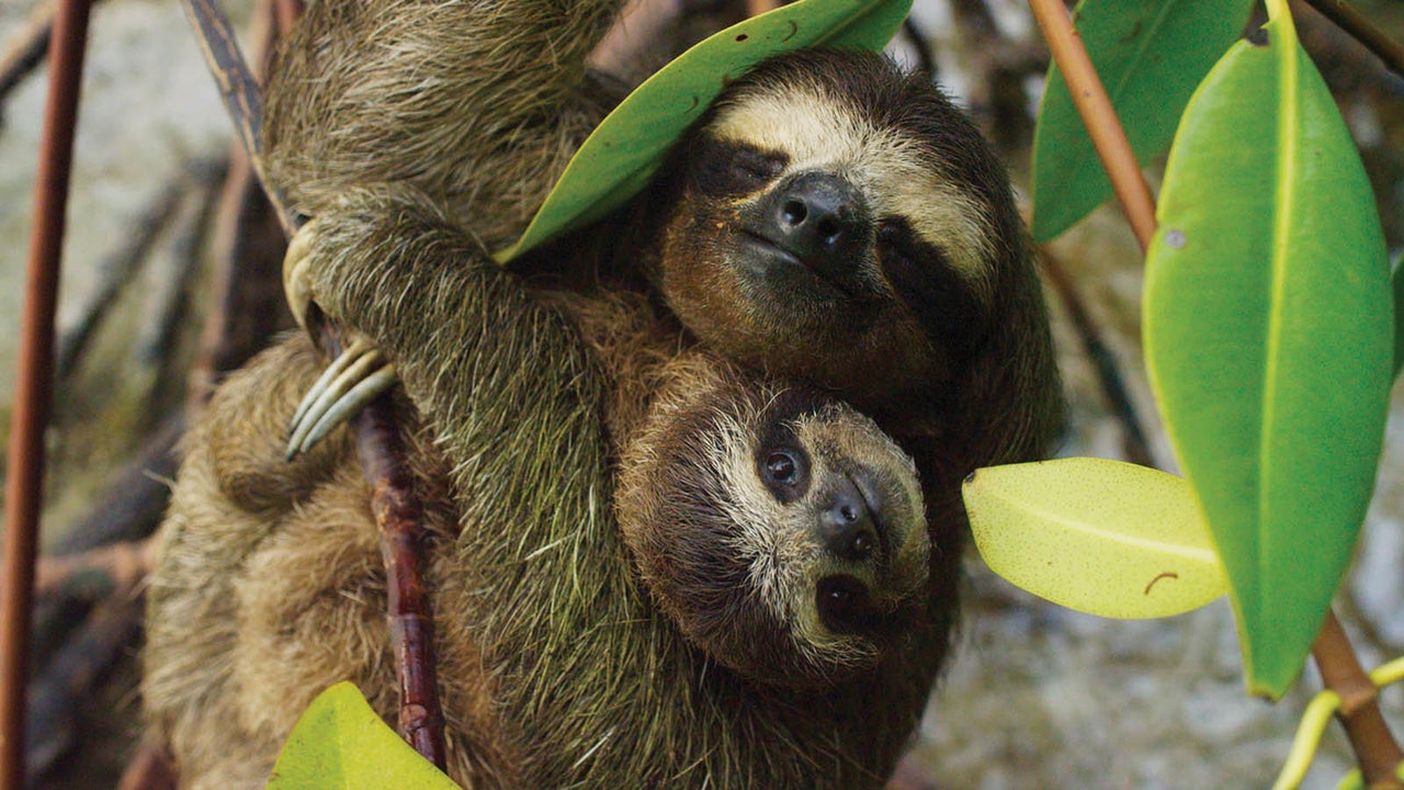 A pygmy three-toed sloth swimming off the island of Escudo.