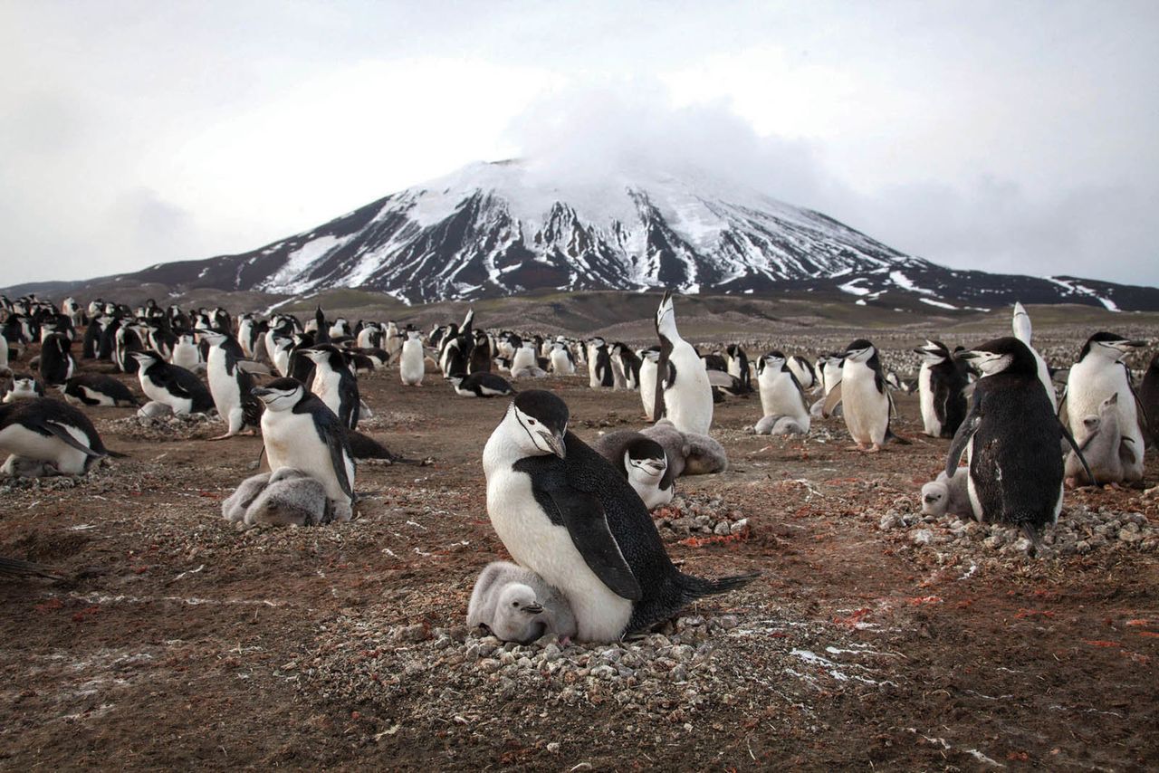 Penguins on Zavodovski Island.