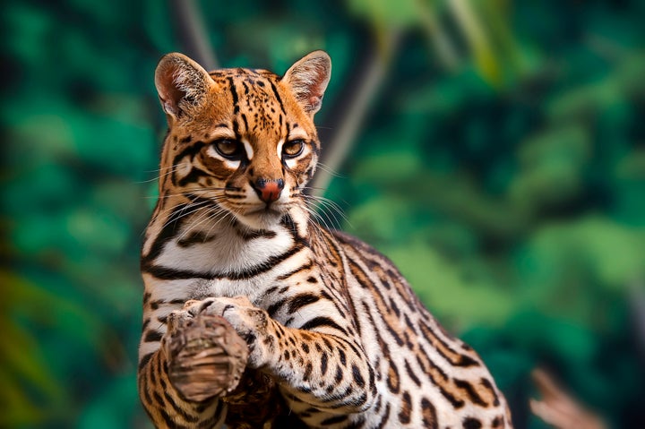 The ocelot is one endangered animal that would be threatened by Trump's wall.