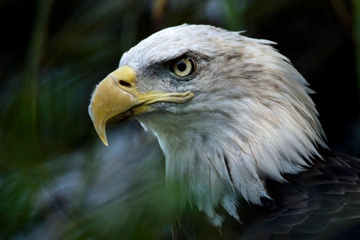 The bald eagle's habitat would be threatened by the border wall.