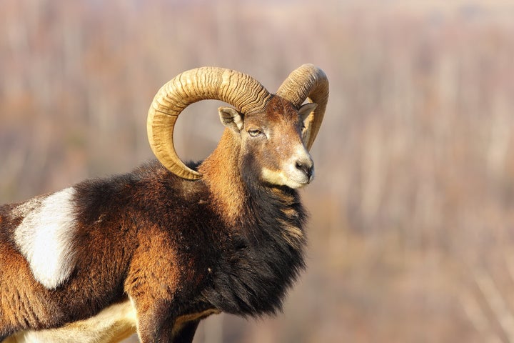 Big Horn sheep move back and forth across the U.S.-Mexico border. 