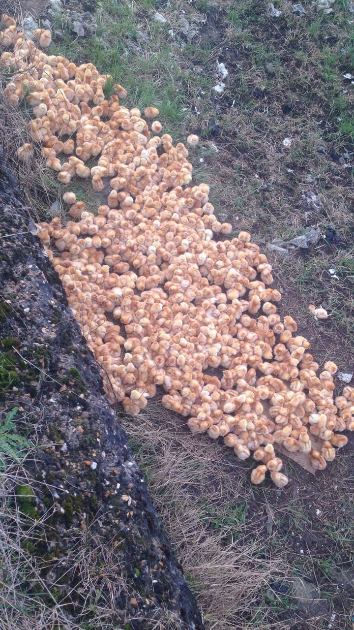 The chicks were found abandoned in a field near Peterborough, in central England, on Friday.