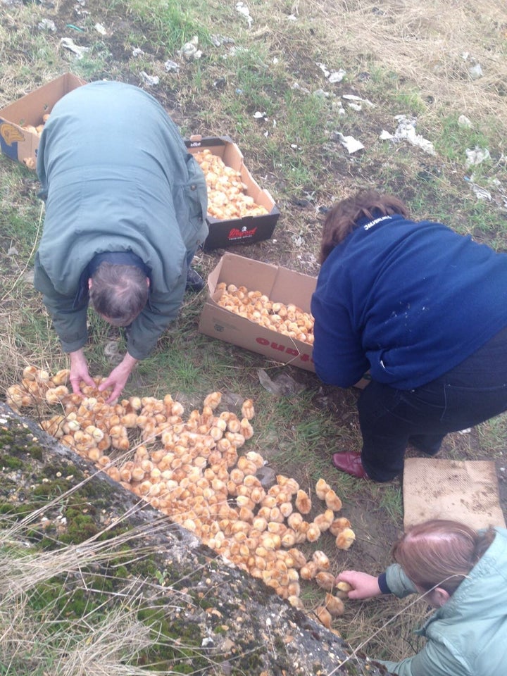 Volunteers pitched in to round the birds up into boxes so they could huddle for warmth.