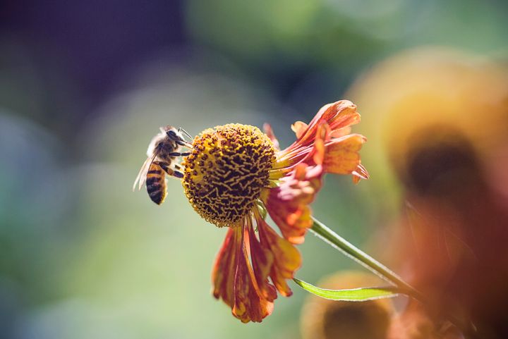 A honeybee perches on a flower.