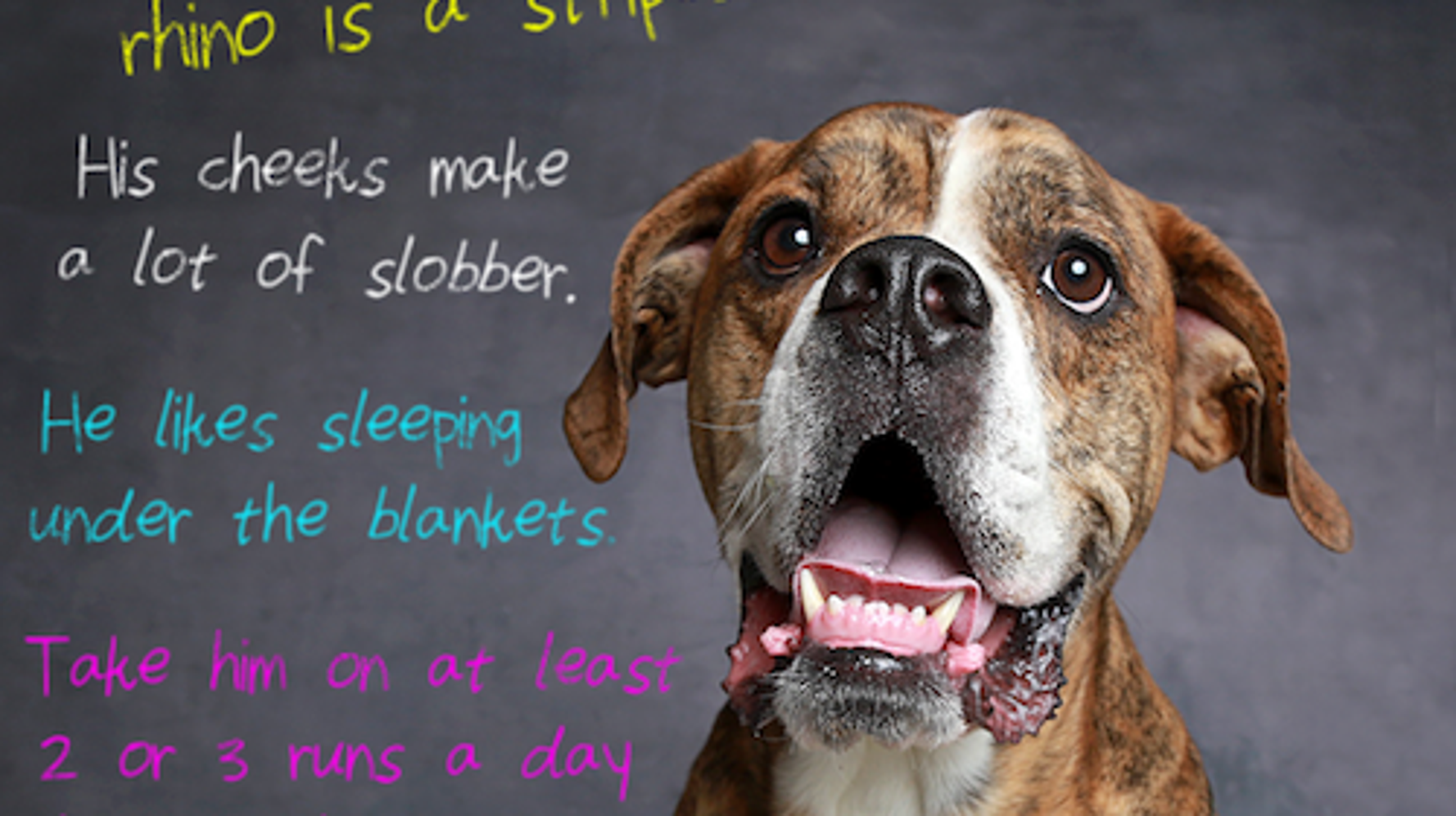Family Surrenders Dog To Utah Shelter With A Heartbreaking Letter | HuffPost Life Family Surrenders Dog To Utah Shelter With A Heartbreaking Letter | HuffPost Life