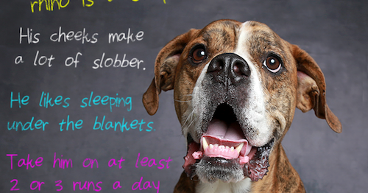 Family Surrenders Dog To Utah Shelter With A Heartbreaking Letter ...