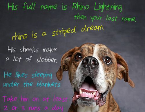 The Humane Society of Utah created a graphic featuring Rhino Lightning with a few lines from the letter he was delivered with.