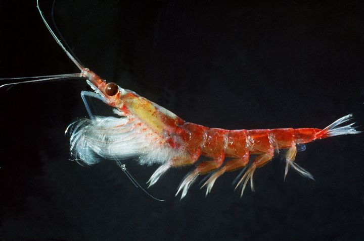 <p>Antarctic krill can live for almost a decade.</p>