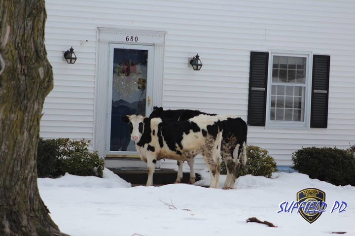 Police in Suffield, Connecticut jokingly warned the public on Sunday not to open their doors to cattle