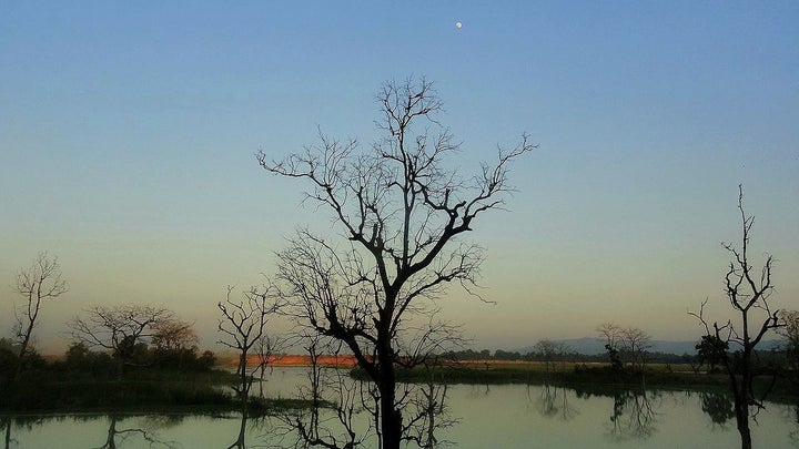 Dead trees in a coal ash pond.