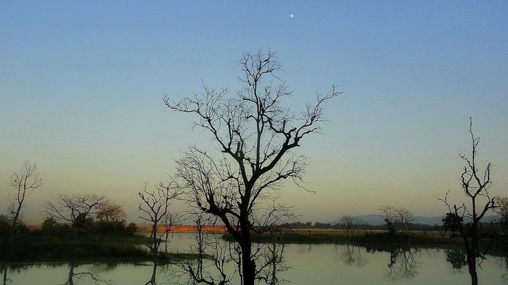  Dead trees in a coal ash pond. 