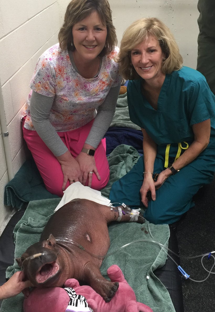 The Ups and Downs of Raising a Preemie Hippo | HuffPost