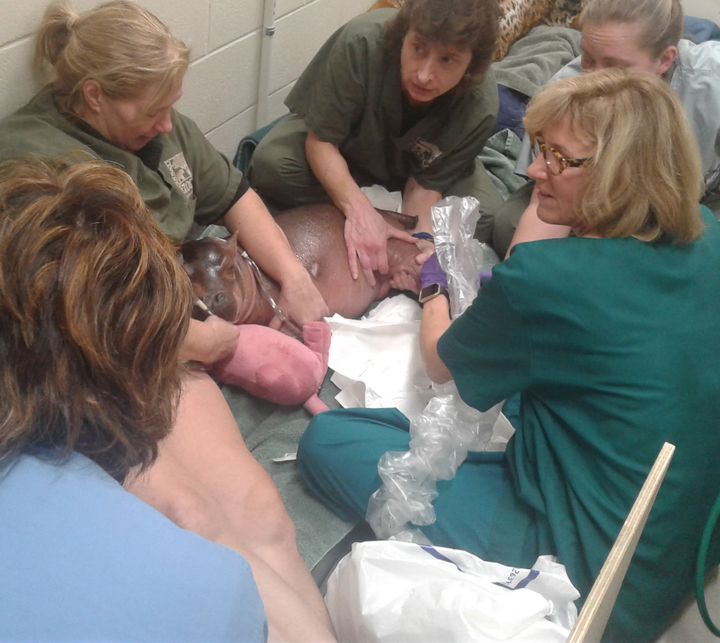 Cincinnati Zoo Vet/Nursery Staff working with Cincinnati Children’s to help Fiona
