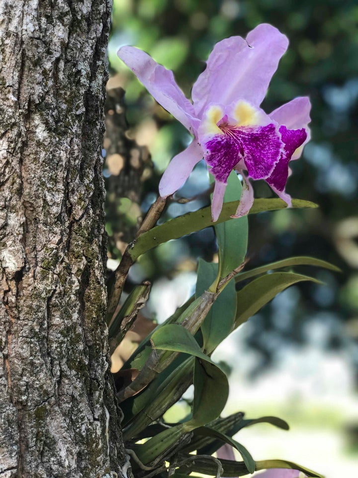 <p>Orchid growing on a tree in Viñales, Cuba</p>