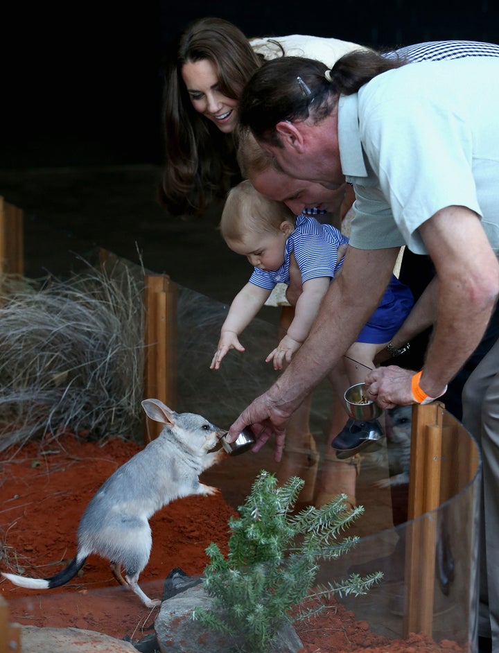 Prince George checks out a bilby named after him at Taronga Zoo in Sydney in 2014 with parents Prince William and Catherine, the Duchess of Cambridge.