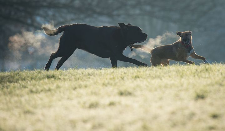 Dogs exercise on a frosty morning in Blythe Hill Fields, in south east London, earlier this month 