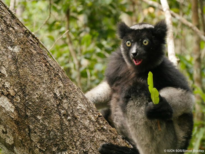 Critically Endangered Indri 