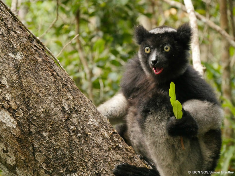 Critically Endangered Indri