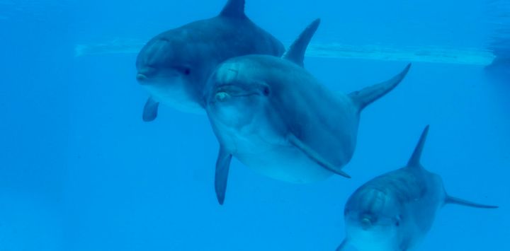 <p>Swimming in synchrony is a fundamental social behaviour for dolphins and is thought to reinforce their bonds. </p>