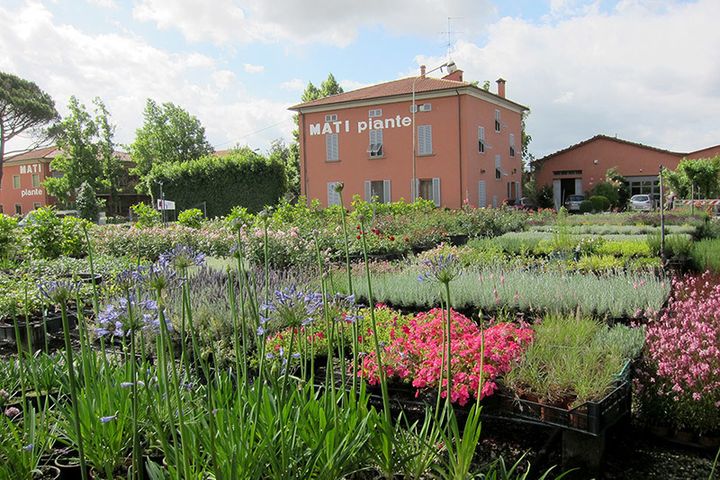 The Piante Mati gardens run by Andrea Mati, where plants and people are given the opportunity to reflourish. 