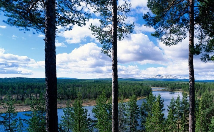 The majority of Sweden's forests contain coniferous Norway spruce and Scots pine. Both are frequently used to build homes and other large structures.