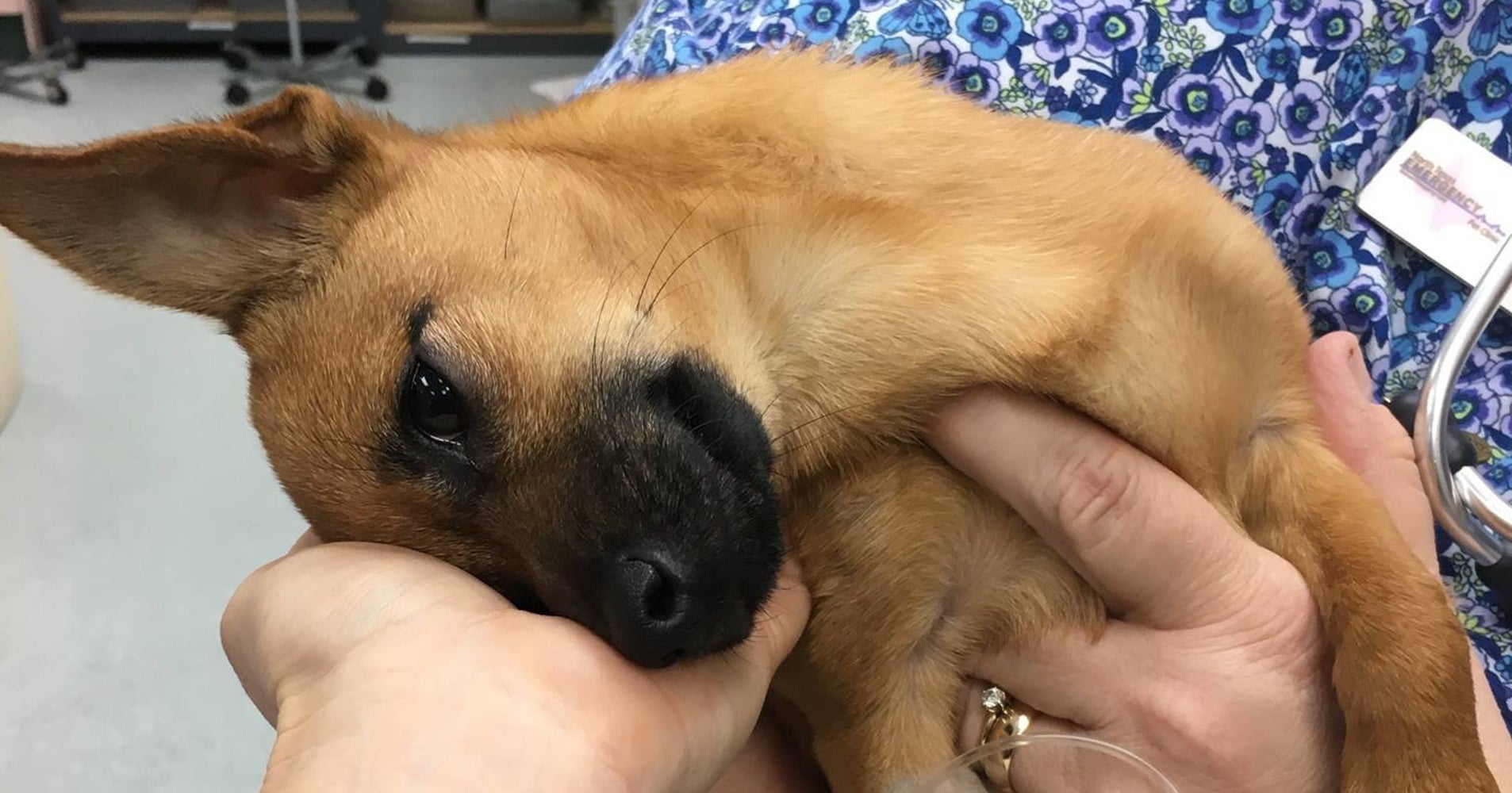 Police Save Puppy From Overdosing On Heroin HuffPost